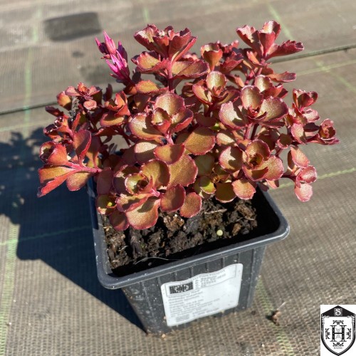 Sedum spurium 'Mahogany Red' - Roomav kukehari 'Mahogany Red'